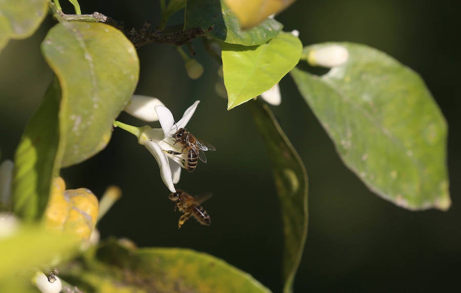 Las glicinias se adueñan del Jardín Botánico y ofrecen un bello espectáculo de colores 