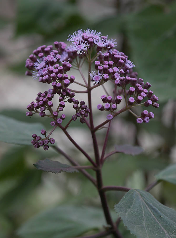 Las glicinias se adueñan del Jardín Botánico y ofrecen un bello espectáculo de colores 