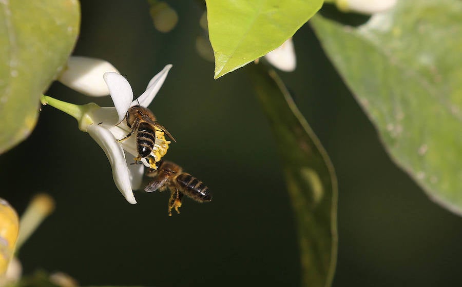 Las glicinias se adueñan del Jardín Botánico y ofrecen un bello espectáculo de colores 