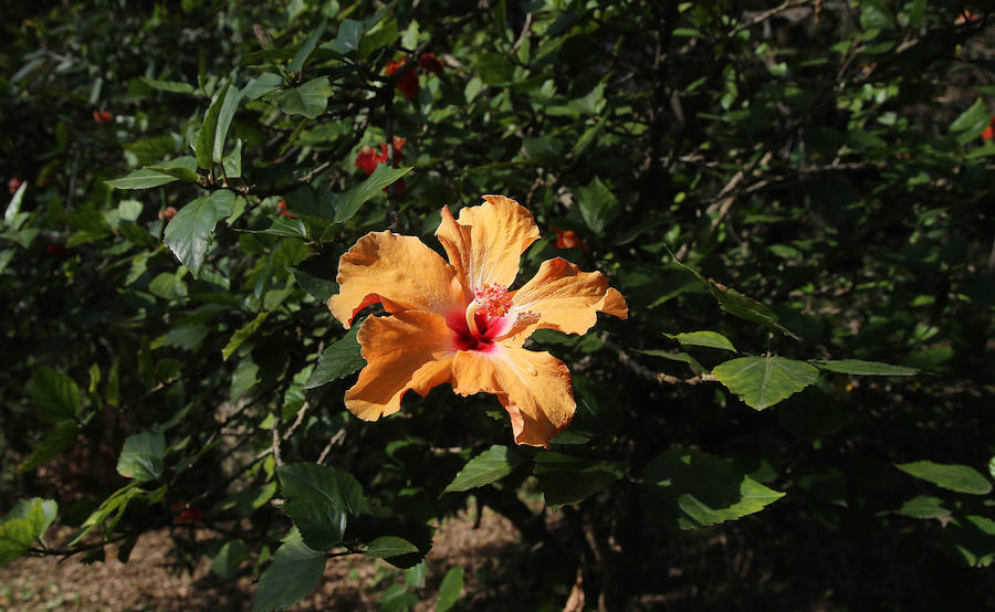 Las glicinias se adueñan del Jardín Botánico y ofrecen un bello espectáculo de colores 