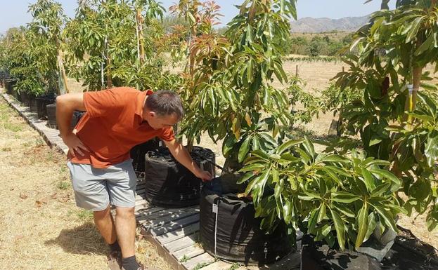 Un técnico inspecciona plantas experimentales en La Mayora.