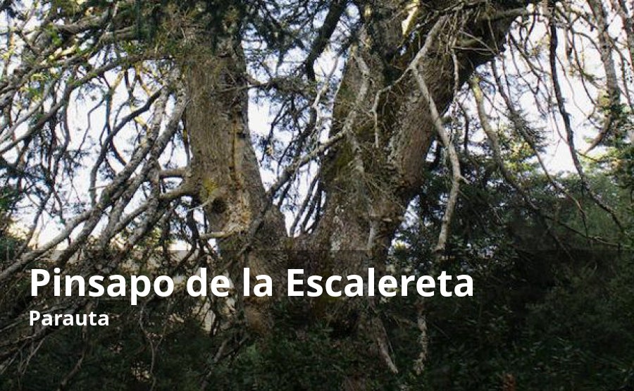 El único árbol malagueño que de momento tiene el privilegio de ser monumento natural tenía que ser un pinsapo. Concretamente, es el que se encuentra en uno de los bosques de esta especie mejor conservados, el que recibe el nombre de Alcojona. De hecho, allí se encuentra tanto el que se conoce como el de la Escalereta como el de la Falsa Escalereta. El primero es por sus dimensiones (26 metros de altura y su copa proporciona una sombra de unos 200 metros cuadrados) y su antigüedad (se le calcula entre tres y cuatro siglos) el más importante. Fue uno de los primeros enclaves declarados como monumento natural en Andalucía. Eso sí, en los últimos años, debido a su edad, se encuentra en declive. El segundo, situado cerca del cerro Alcojona, tiene una magnitud similar, lo que hace que muchas veces se confunda por el de la Escalereta.