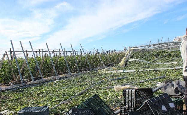 Plantación afectada 