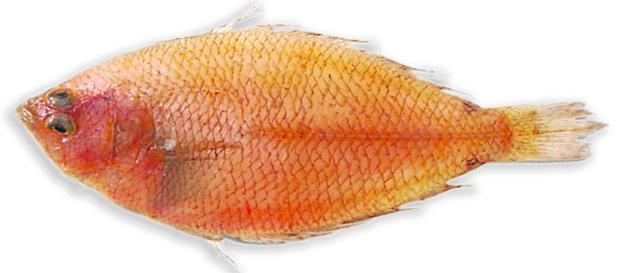 Tapaculo, un sabroso pescado plano del litoral malagueño