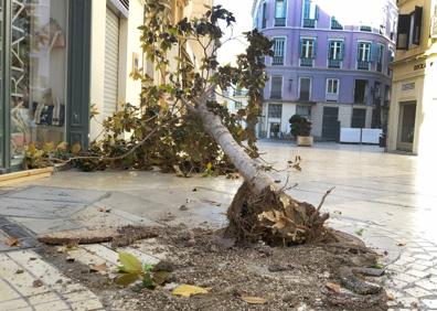 Imagen secundaria 1 - Los dueños de los negocios y vecinos se quejan de su presencia. El magnolio derribado. El árbol será sustituido.