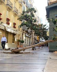 Imagen secundaria 2 - Los dueños de los negocios y vecinos se quejan de su presencia. El magnolio derribado. El árbol será sustituido.
