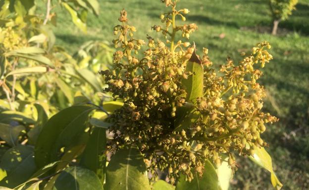 Flores de litchi en la finca del IHSM La Mayora 