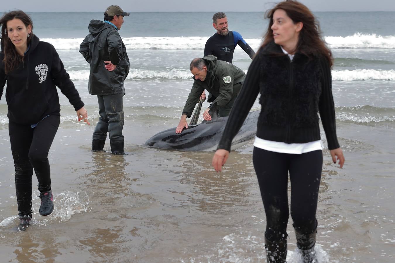 Pese a los esfuerzos de surfistas, voluntarios y agentes del Medio Natural sólo se ha podido devolver al agua con vida a tres de ellos