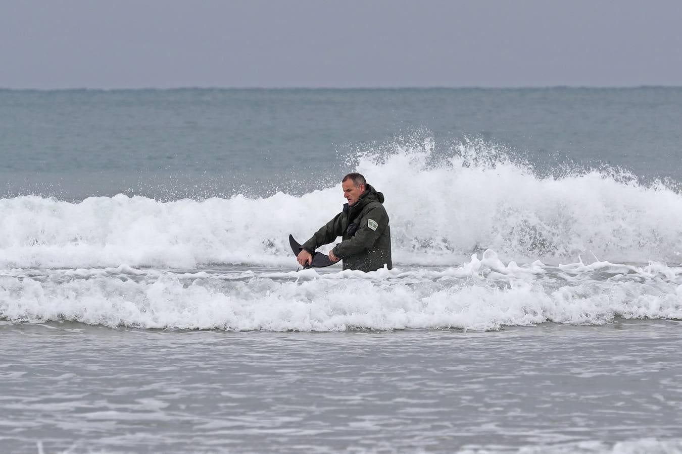 Pese a los esfuerzos de surfistas, voluntarios y agentes del Medio Natural sólo se ha podido devolver al agua con vida a tres de ellos