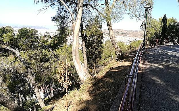 La zona fue repoblada recientemente con diversas especies de plantaciones.