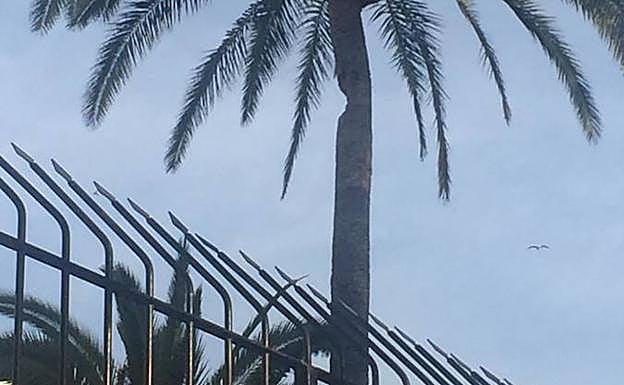 El tronco amenaza con partirse.