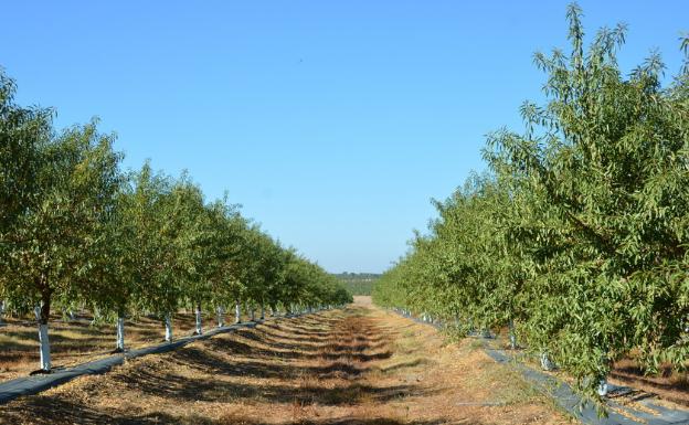 Plantación de almendros 