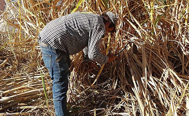 Corte de la caña de azúcar en Frigiliana 