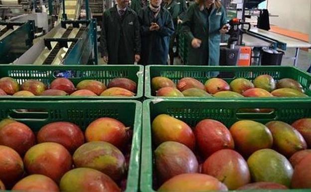 Asaja consigue el incremento del control fitosanitario de la UE sobre el mango procedente de terceros países