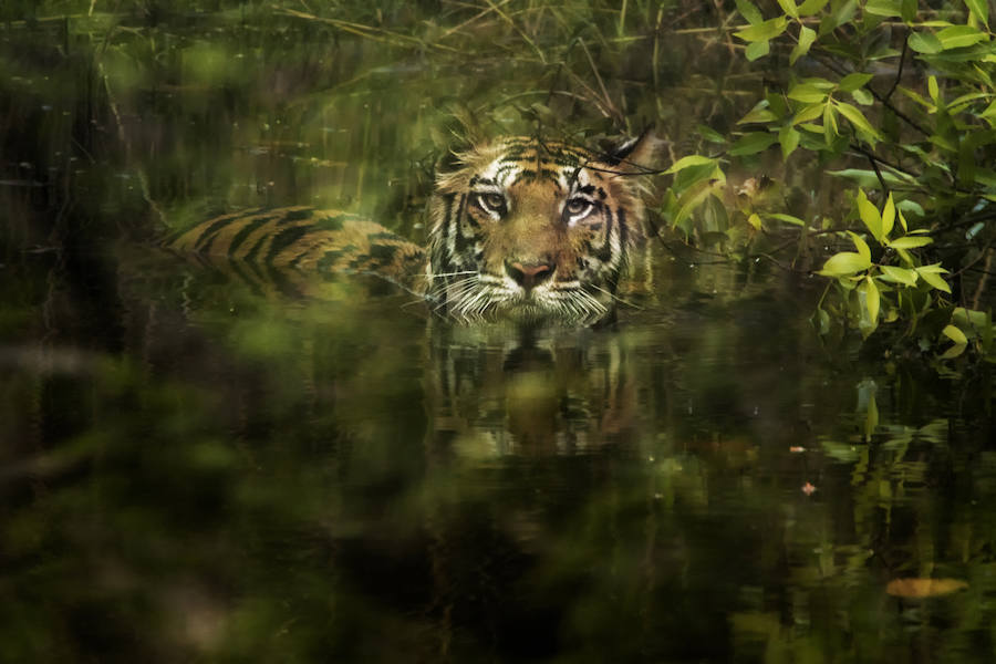 Bandhavgarh I