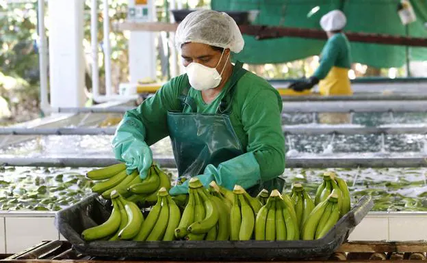 Una trabajadora colombiana selecciona bananas. 