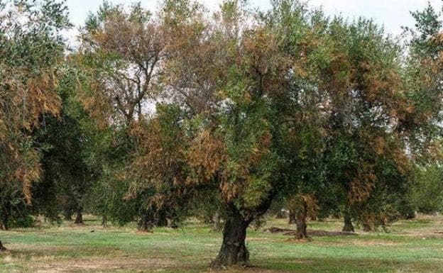 Olivar infectado por Xylella fastidiosa 