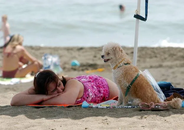 En todo el litoral hay zonas de baño para las mascotas. 