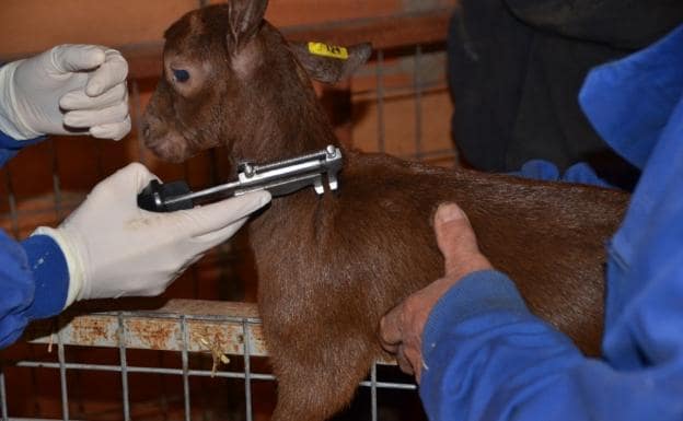 La normativa estatal impone la vacunación de todas las ovejas y vacas de más de tres meses en las zonas afectadas 