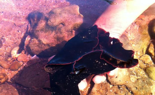 Un ejemplar de liebre de mar, también conocidas en Málaga como 'chochico viejo'.