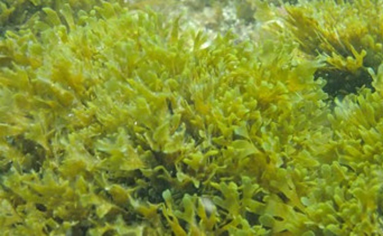 Una alga invasora que se ha convertido en una pesadilla y de la que ya hay muestras en Estepona