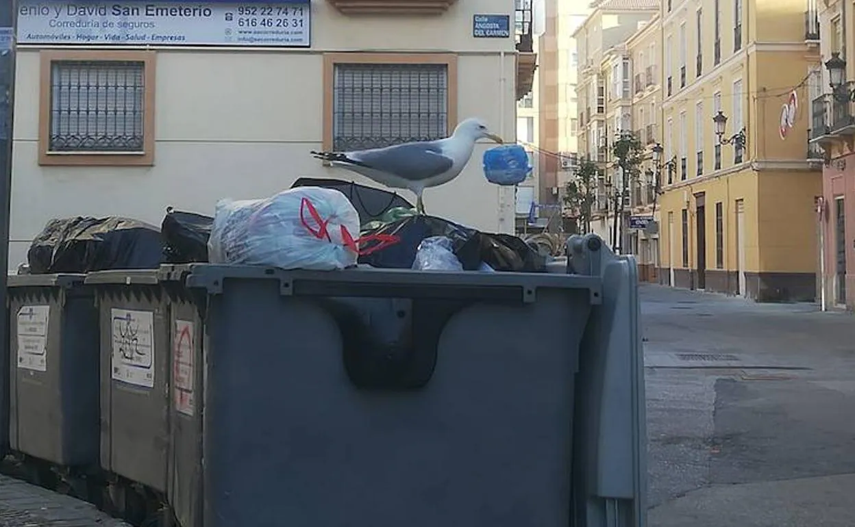 Denuncian ataques de gaviotas en El Torcal | Diario Sur