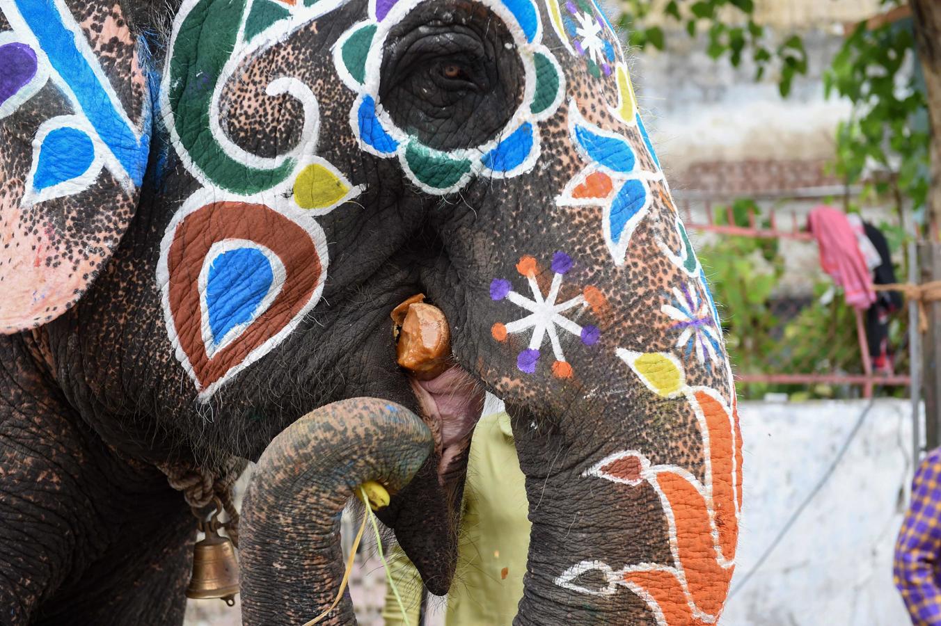 Un elefante indio come después de ser pintado.