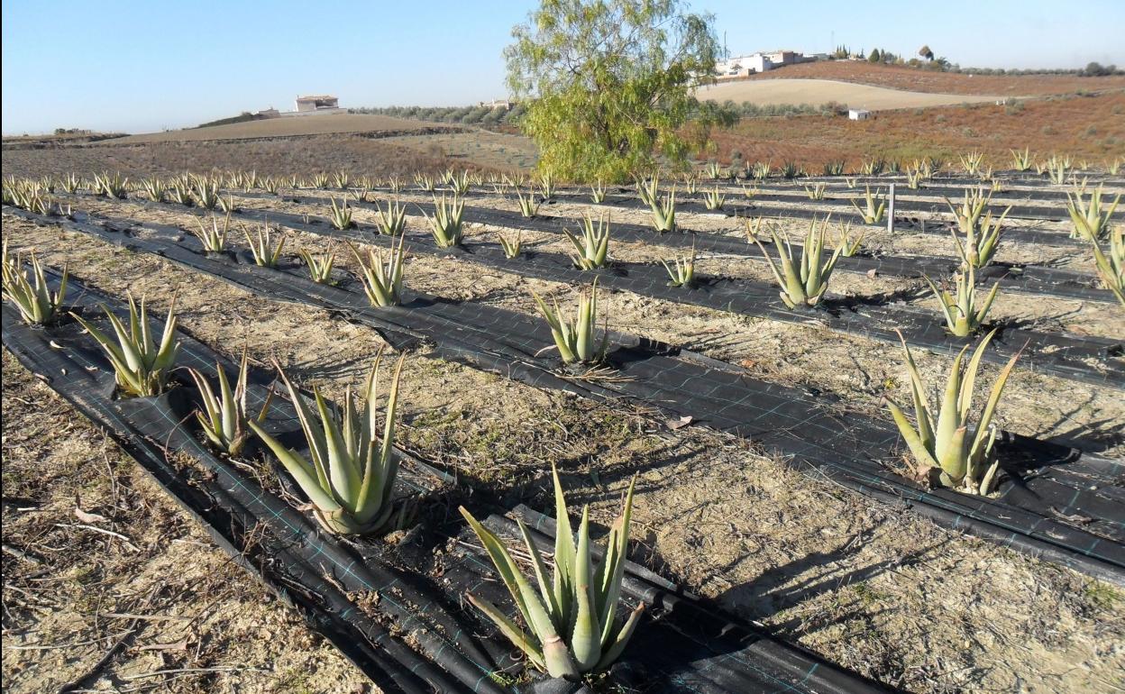 aloe vera vergiftung was tun Tipps zur Pflege deiner Pflanze : Aloe Vera  PflanzenFuerAlle