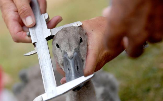 Imagen principal - Isabel II hace inventario: cisnes, delfines, ballenas, esturiones...