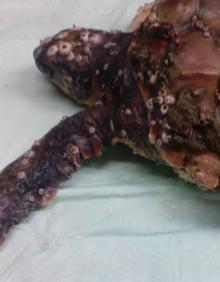 Imagen secundaria 2 - Traslado de la tortuga. La tortuga, recuperada. Estado en el que se halló. 