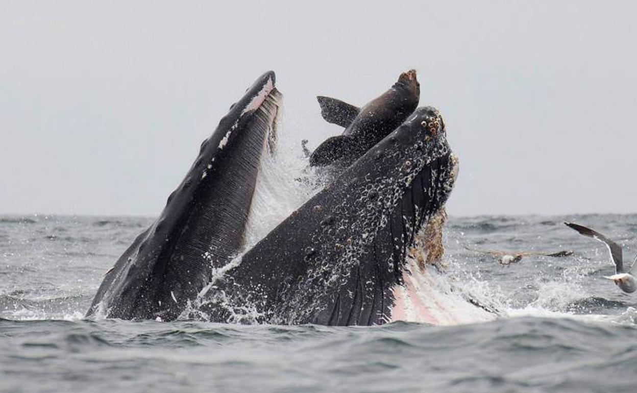 Un león marino cae en las fauces de una ballea jorobada.