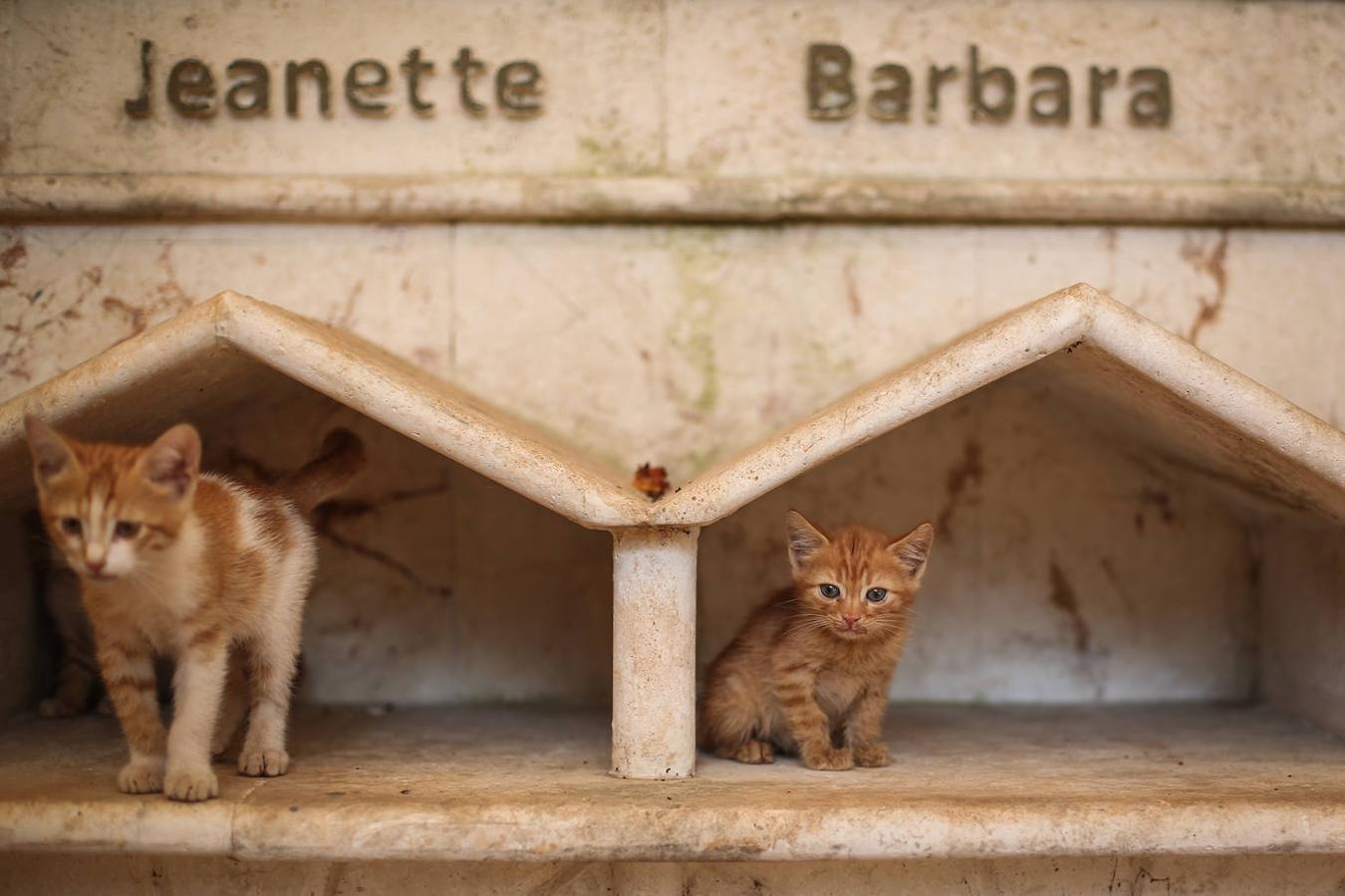 Durante la guerra siria en 2012, Al-Jaleel trabajaba como conductor de ambulancia en Alepo y solía dejar comida para gatos callejeros y abandonados. En 2015 comenzó a buscar gatos vivos en las zonas devastadas por la guerra para llevarlos a casa. Su trabajo con los animales se volvió viral y, con la ayuda de la italiana Alessandra Abidin, comenzó a recaudar fondos para servir construir «La casa de los gatos Ernesto». Además de más de 200 gatos, ahora el santuario tiene perros, monos, conejos y otros animales.