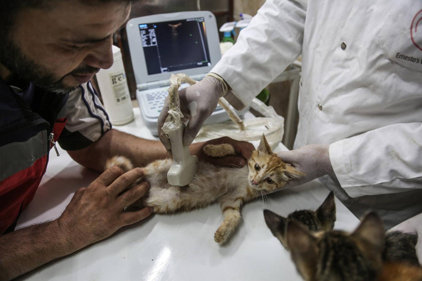 Durante la guerra siria en 2012, Al-Jaleel trabajaba como conductor de ambulancia en Alepo y solía dejar comida para gatos callejeros y abandonados. En 2015 comenzó a buscar gatos vivos en las zonas devastadas por la guerra para llevarlos a casa. Su trabajo con los animales se volvió viral y, con la ayuda de la italiana Alessandra Abidin, comenzó a recaudar fondos para servir construir «La casa de los gatos Ernesto». Además de más de 200 gatos, ahora el santuario tiene perros, monos, conejos y otros animales.