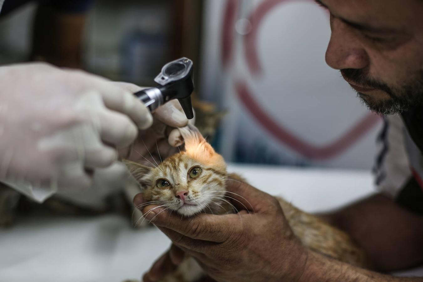 Durante la guerra siria en 2012, Al-Jaleel trabajaba como conductor de ambulancia en Alepo y solía dejar comida para gatos callejeros y abandonados. En 2015 comenzó a buscar gatos vivos en las zonas devastadas por la guerra para llevarlos a casa. Su trabajo con los animales se volvió viral y, con la ayuda de la italiana Alessandra Abidin, comenzó a recaudar fondos para servir construir «La casa de los gatos Ernesto». Además de más de 200 gatos, ahora el santuario tiene perros, monos, conejos y otros animales.