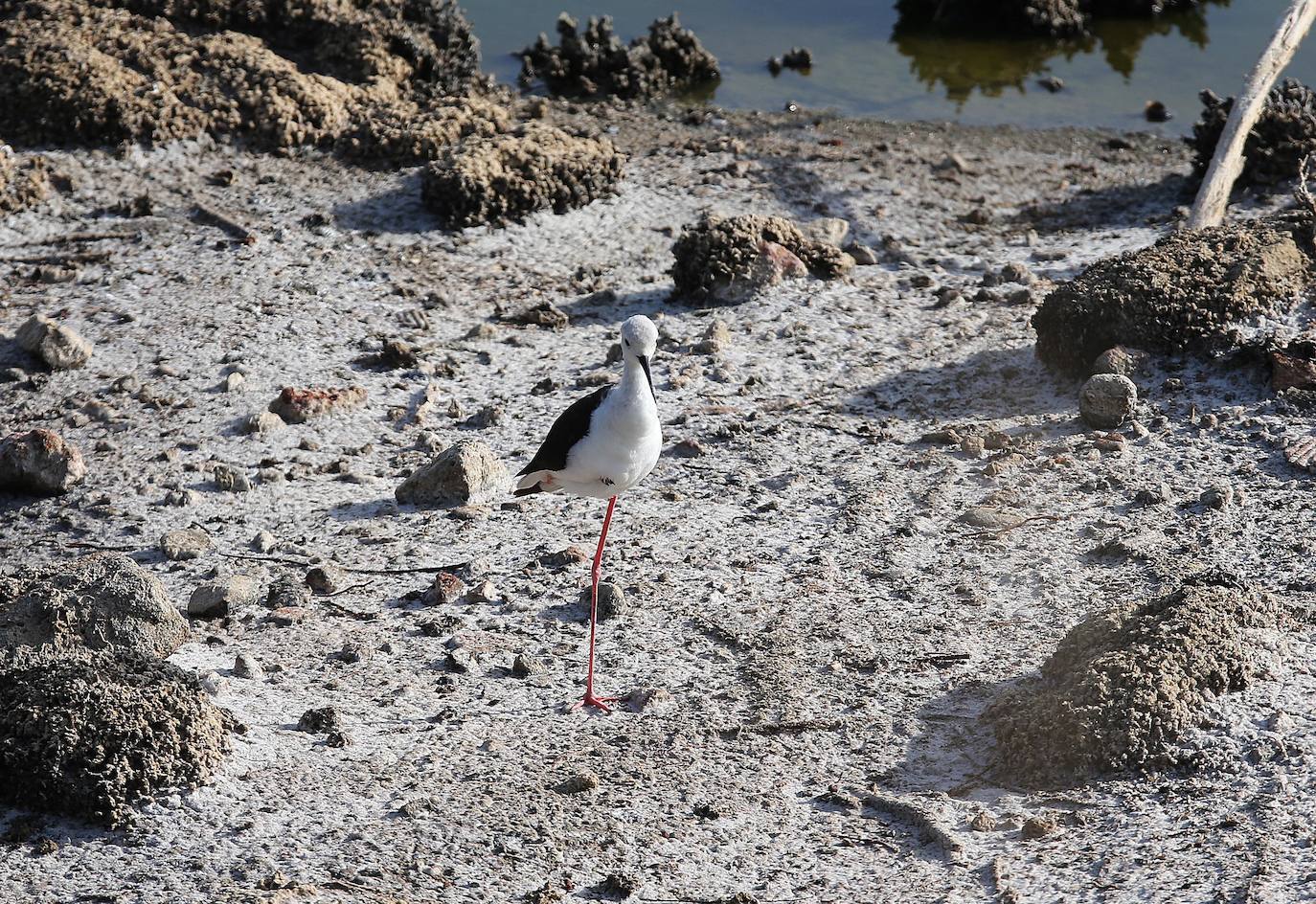 El paraje natural de la Desembocadura del Guadalhorce constituye un ejemplo de bioversidad única en Europa. En ningún otro sitio se pueden ver 270 especies de aves en un espacio tan reducido.