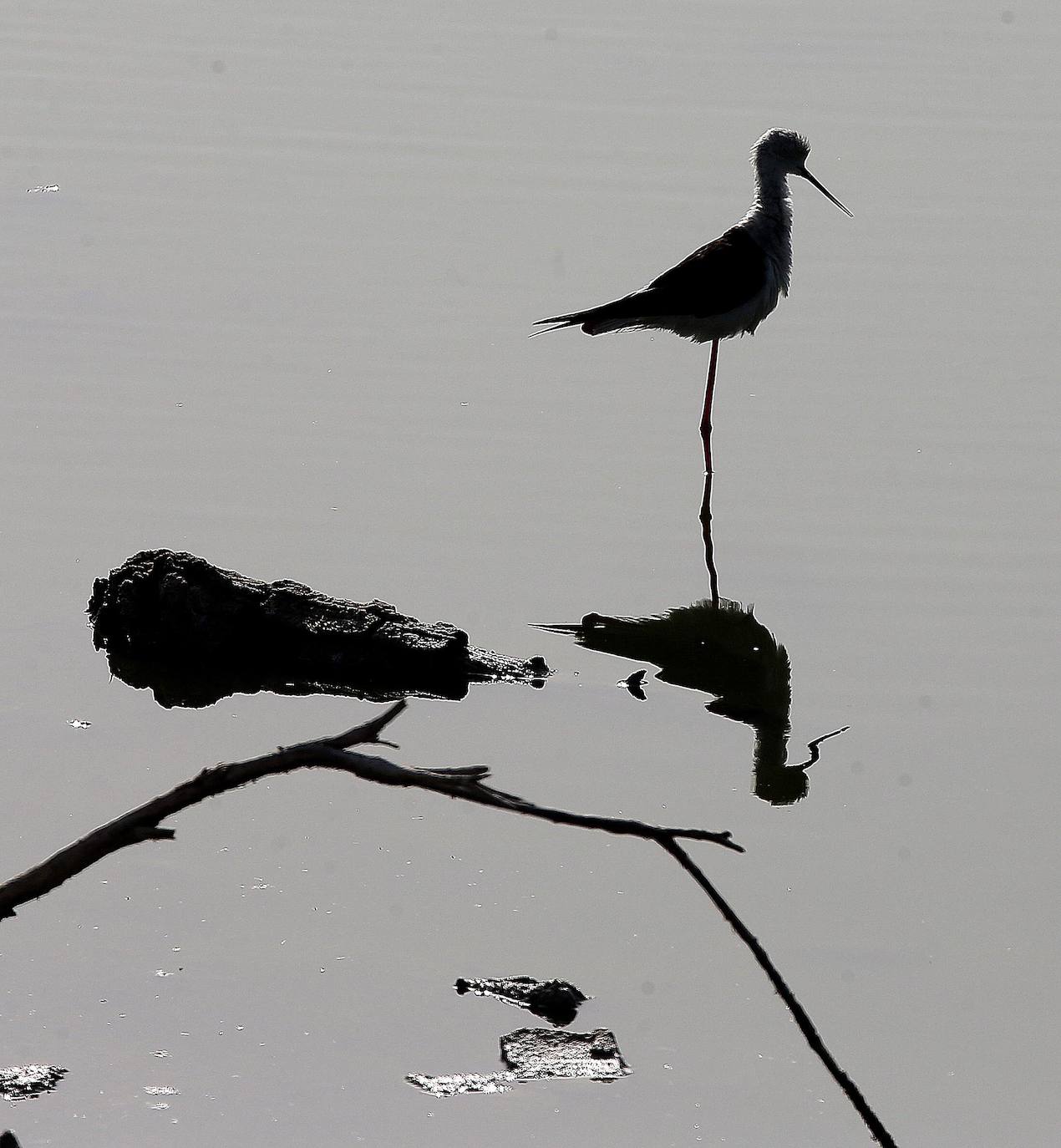 El paraje natural de la Desembocadura del Guadalhorce constituye un ejemplo de bioversidad única en Europa. En ningún otro sitio se pueden ver 270 especies de aves en un espacio tan reducido.