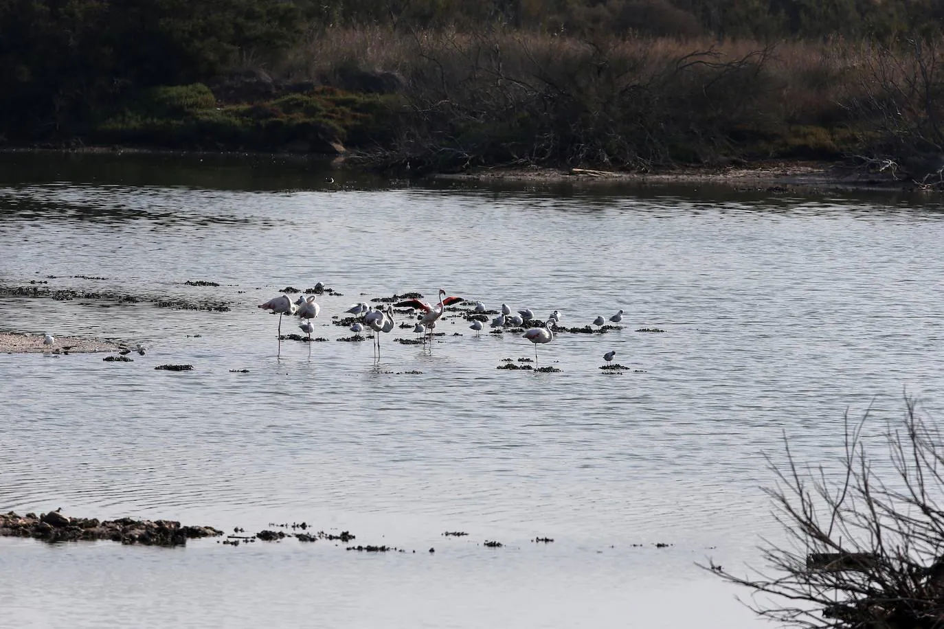 El paraje natural de la Desembocadura del Guadalhorce constituye un ejemplo de bioversidad única en Europa. En ningún otro sitio se pueden ver 270 especies de aves en un espacio tan reducido.