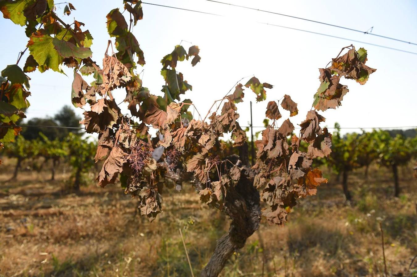 El Panel Intergubernamental para el Cambio Climático (IPCC) de la ONU ha presentado en Ginebra el informe científico más completo sobre el calentamiento global. El IPCC apunta a que hacen falta cambios profundos en sectores como el de la producción de alimentos mundial y la gestión de los suelos, entre otros aspectos, para así salvar el planeta.