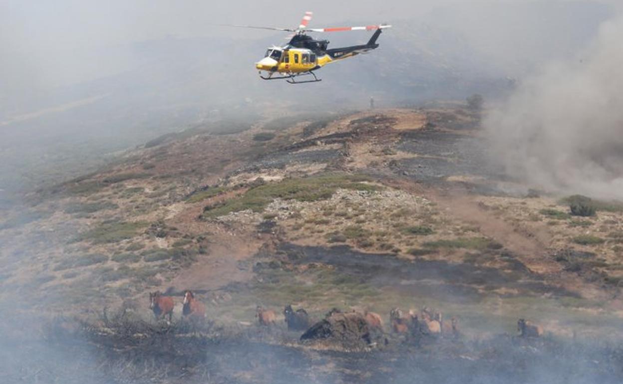 La pericia de un piloto salva una veintena de caballos de morir quemados en La Granja 