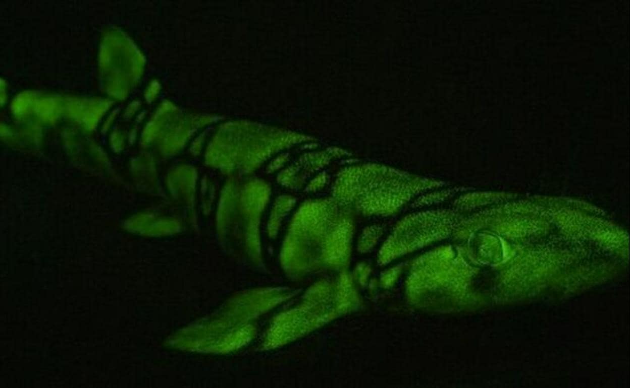 Fotografía de uno de los tiburones fluorescente estudiados por el profesor David Gruber, de la City University de Nueva York.