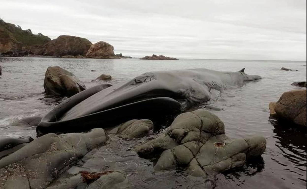 Ejemplar de Rorcual Común de unos dieciséis metros de longitud, que ha muerto este miércoles tras quedar varada en la cala del Figo