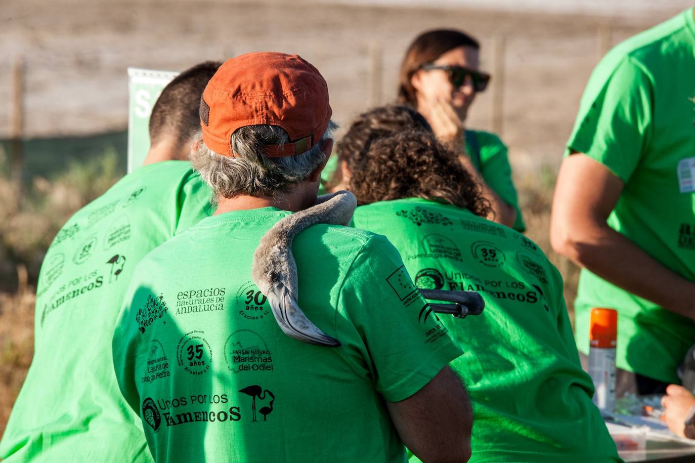 Más de 500 voluntarios de toda Andalucía acuden a la reserva natural para mantener una tradición fundamental en el estudio de este ave y su preservación.