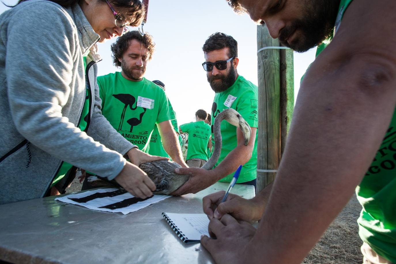 Más de 500 voluntarios de toda Andalucía acuden a la reserva natural para mantener una tradición fundamental en el estudio de este ave y su preservación.