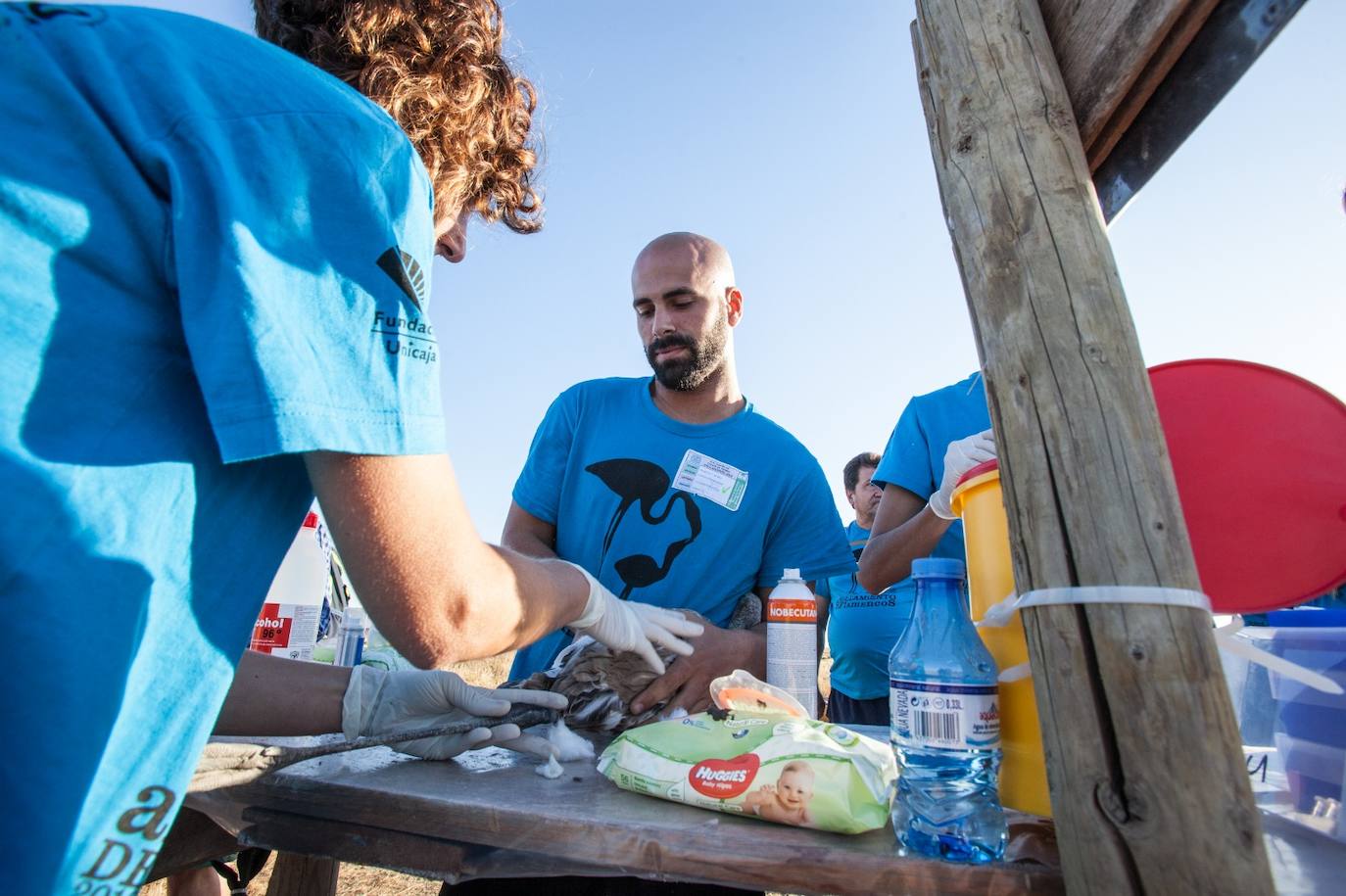 Más de 500 voluntarios de toda Andalucía acuden a la reserva natural para mantener una tradición fundamental en el estudio de este ave y su preservación.