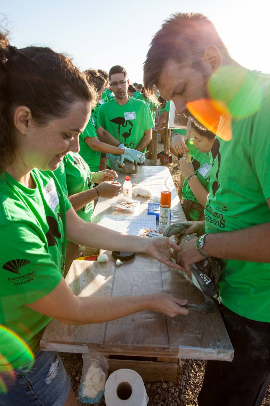 Más de 500 voluntarios de toda Andalucía acuden a la reserva natural para mantener una tradición fundamental en el estudio de este ave y su preservación.