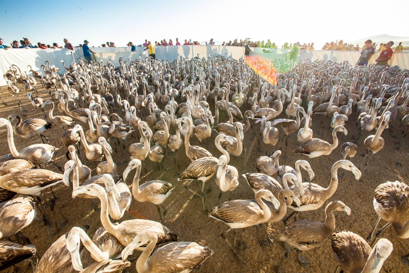 Más de 500 voluntarios de toda Andalucía acuden a la reserva natural para mantener una tradición fundamental en el estudio de este ave y su preservación.