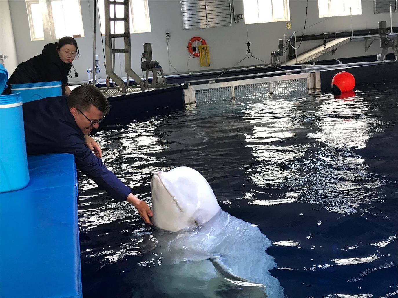 La Fundación Sea Life Trust libera dos ballenas de su cautiverio en un acuario de Shanái y cuenta para ello con el malagueño Michel Torres