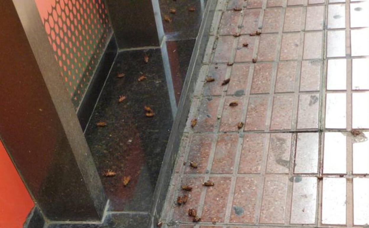 Numerosas cucarachas invaden la calle en pleno centro.
