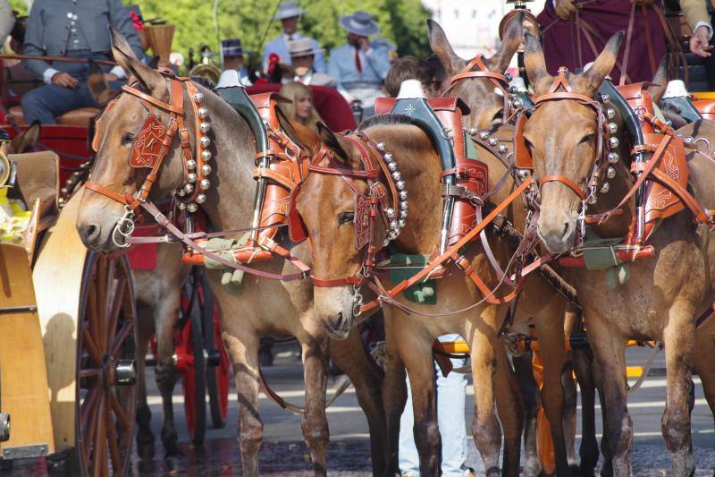 El recinto ferial acoge el certamen, que hasta ahora se había celebrado en La Malagueta. 