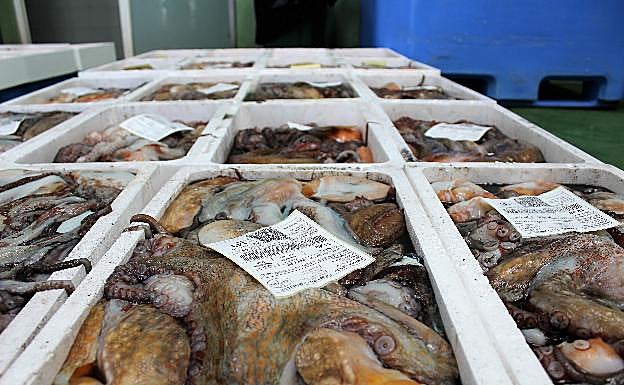 Pulpos en la lonja de Marbella. 